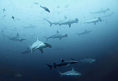 צילום: דני וינברג צילום: דני וינברג