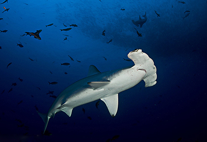 צילום: דני וינברג צילום: דני וינברג