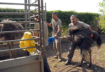 צילום: עדן בן-עמי
