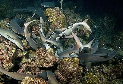 צילום: דני ביקו צילום: דני ביקו