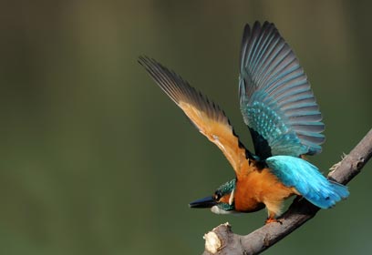צילום: יוסף בן-דוד צילום: יוסף בן-דוד