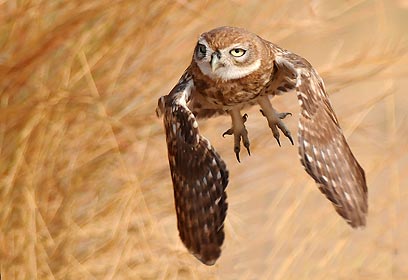 צילום: יוסף בן-דוד צילום: יוסף בן-דוד