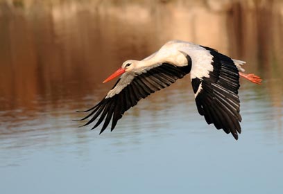 צילום: יוסף בן-דוד צילום: יוסף בן-דוד