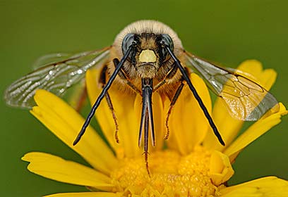 צילום: ישראל פיכמן צילום: ישראל פיכמן