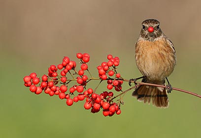 צילום: ישראל פיכמן צילום: ישראל פיכמן