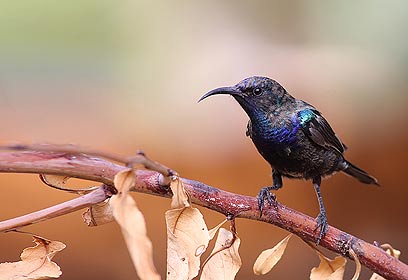 צילום: עמאר מויאד צילום: עמאר מויאד