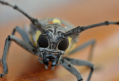 צילום: עמאר מויאד