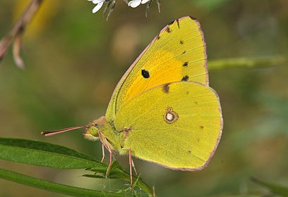צילום: עמאר מויאד צילום: עמאר מויאד