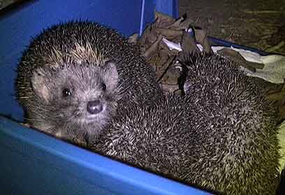 צילום: ארז ארליכמן