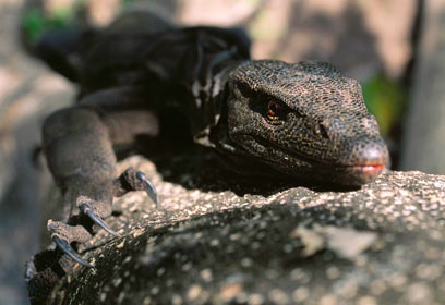 צילום: IUCN / Tim Laman