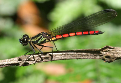 צילום: IUCN / Kai Schuette