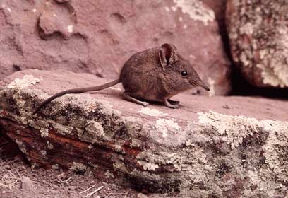 צילום: IUCN / Gelen Rathbun