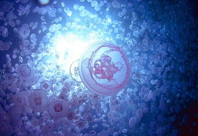 צילום: אמיר גור