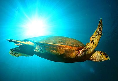 צילום: אמיר גור