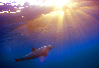 צילום: אמיר גור