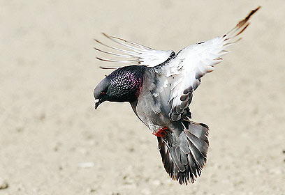 צילום: אמנון דניאלי