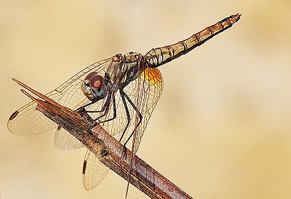 צילום: אמנון דניאלי