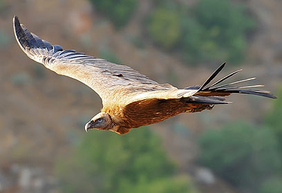 צילום: אמנון דניאלי