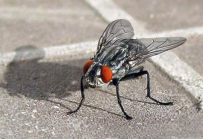 צילום: מוטי אלטמן