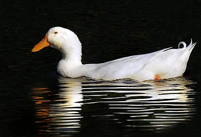 צילום: מוטי אלטמן