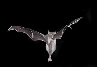 צילום: מוטי אלטמן