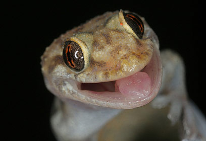 צילום: ניר אבניאון