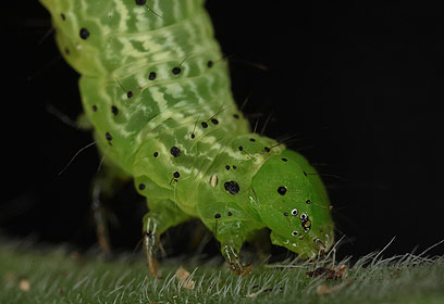 צילום: ניר אבניאון