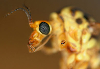 צילום: ניר אבניאון