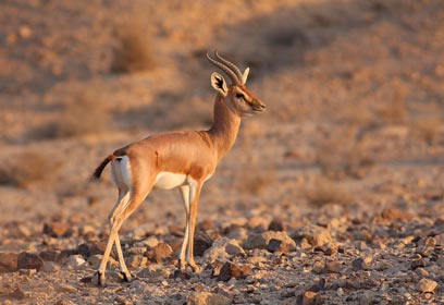 צילום: מאור קינסבורסקי