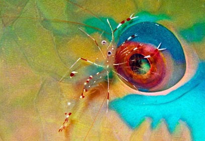 צילום: נועם קורטלר