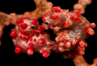 צילום: נועם קורטלר