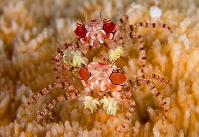 צילום: נועם קורטלר