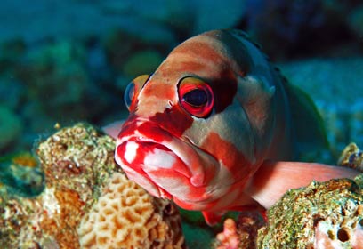 צילום: עופר שריבקר