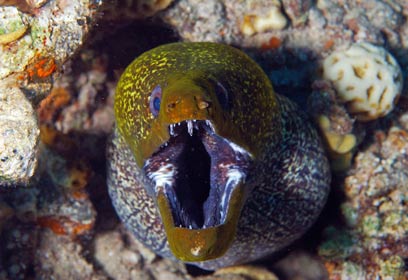 צילום: עופר שריבקר