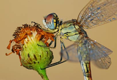 צילום: עופר שריבקר