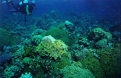 צילום: ערן בורוקוביץ צילום: ערן בורוקוביץ