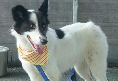 מחכה לאימוץ