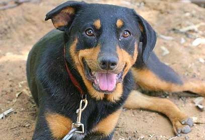 מחכה לאימוץ מחכה לאימוץ