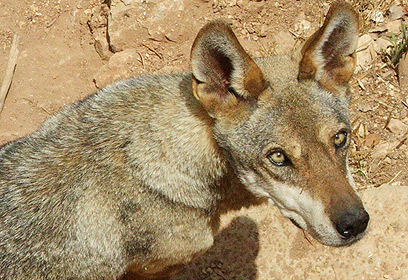 צילום: דימה גולדין