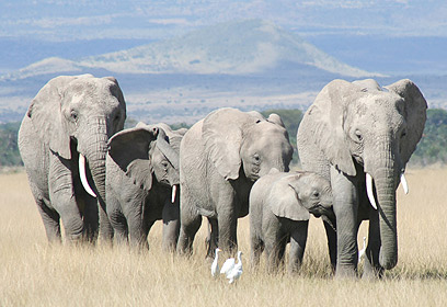 צילום: Cynthia Moss, Amboseli Trust for Elephants