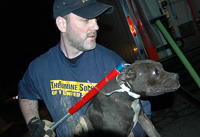 צילום: hsus צילום: hsus