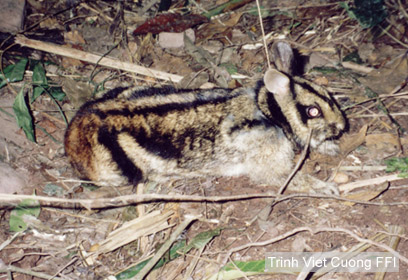 צילום: WWF-Canon