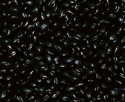 מכירים אותה מקרוב- שעועית שחורה (צילום: ויז'ואל פוטוס) (צילום: ויז'ואל פוטוס)