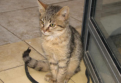 מחכה לאימוץ