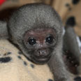 צילום: monkey world
