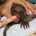 צילום: monkey world