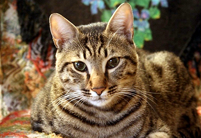 מחכה לאימוץ