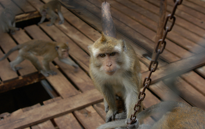 צילום: ד"ר משה בושמיץ, חוות מזור