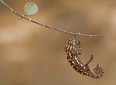 זיקית תלויה על בלימה ביער בן שמן (צילום: טל ספוזניקוב) (צילום: טל ספוזניקוב)
