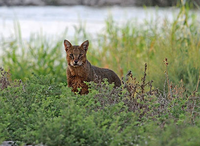 חתול ביצות באזור בית שמש (צילום: אבי הירשפלד) (צילום: אבי הירשפלד)